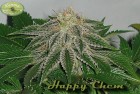 Happy Chem LTD