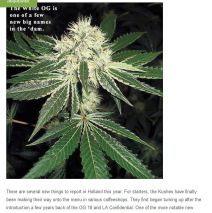 The White OG Featured in High Times Magazine 2011 Global Harvest Report