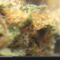 Dominator Weed Review by Somaweedlove
