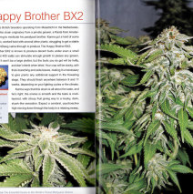 Happy Bro BX2 Cannabis Indica Article